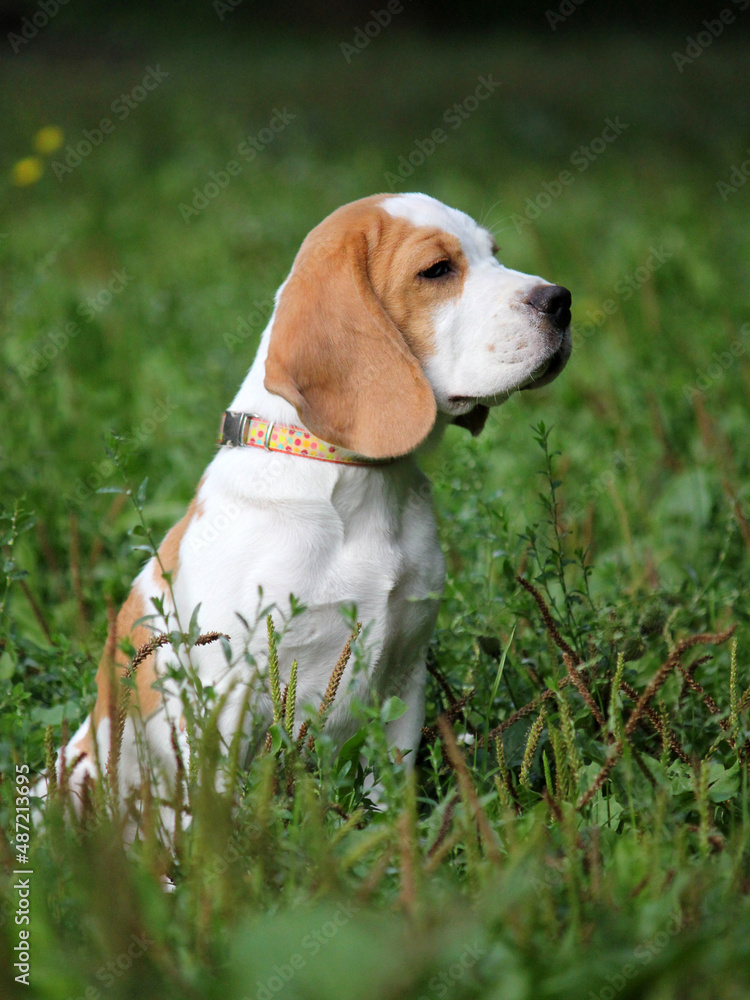 Bicolor beagle on the green grass