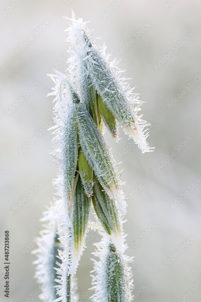 Oats, Avena sativa, bitten by first frost