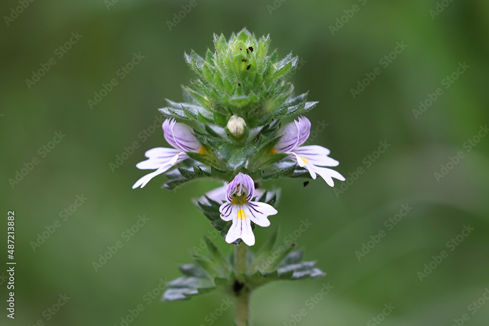 Common eyebright, a very traditional medicinal plant growing wild in Finland Common eyebright, a very traditional medicinal plant growing wild in Finland