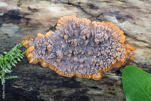 Wrinkled crust, wild fungus from Finland photo