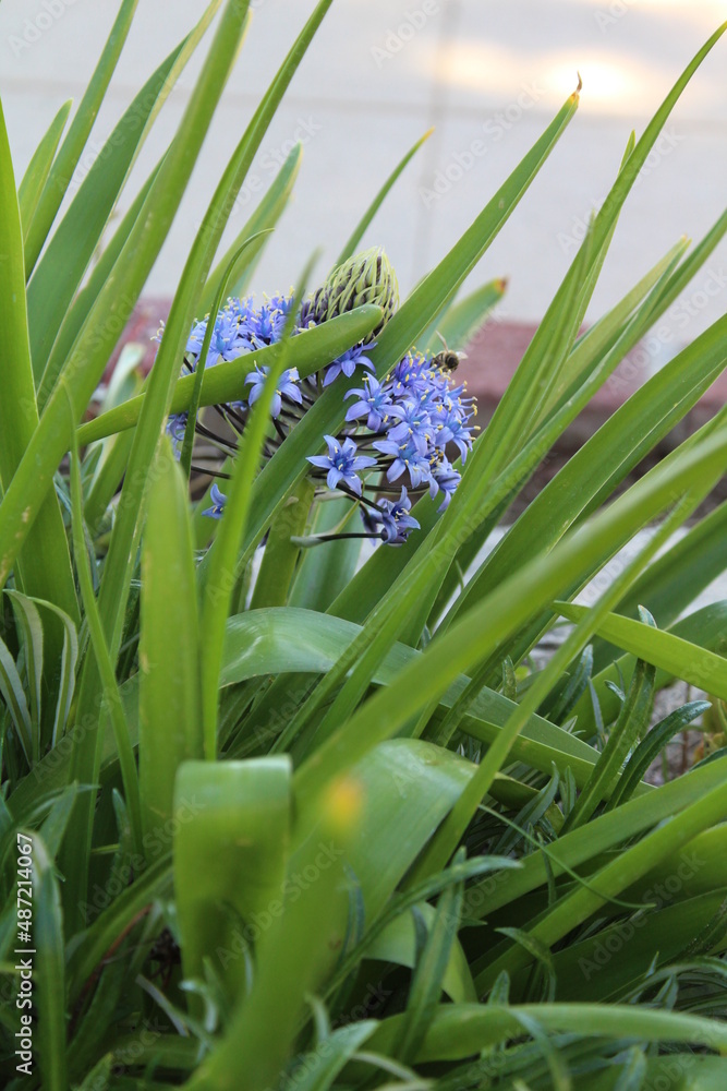 Fototapeta premium Bee in Grass flying Purple Flower