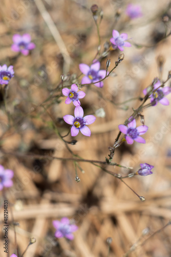 Purple flowering terminal cyme inflorescences of Saltugilia Splendens  Polemoniaceae  native annual monoclinous herb in the San Gabriel Mountains  Transverse Ranges  Summer.