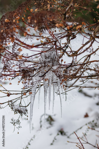 Frozen icicles are on the tree. Water drips from the icicles.