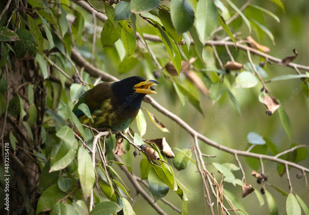 Great barbet feeding on fruit tree Great barbet feeding on fruit tree