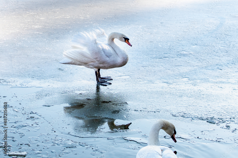 Obraz premium White swans on the ice of frozen lake in winter