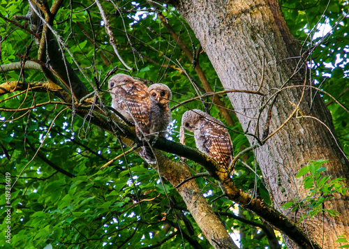 Barred Owl Fledglings