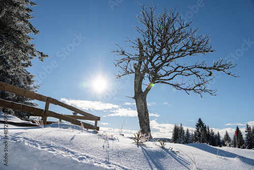Withered half tree and shining sun at Filipova Hut, Sumava mountains at winter photo