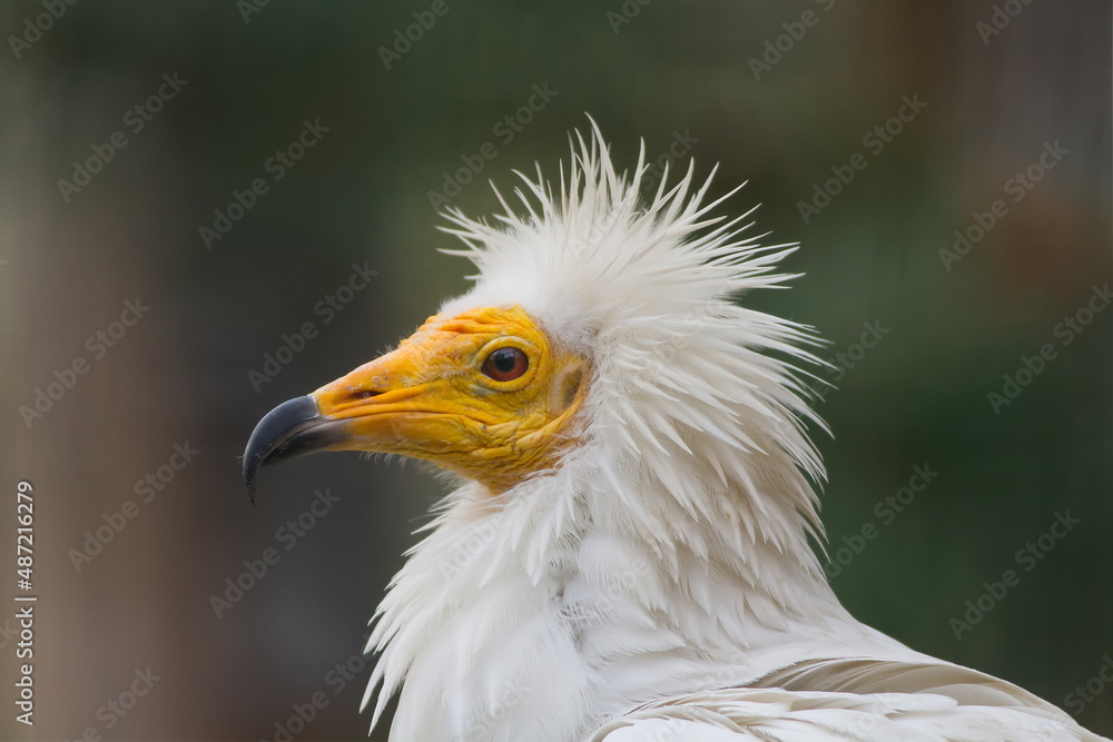 Fototapeta premium Egyptian vulture (Neophron percnopterus) close-up portrait