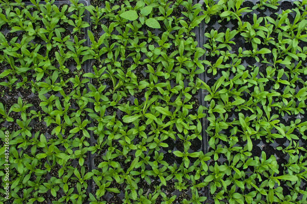 seeds germinating in a hotbed in a greenhouse seeds germinating in a hotbed in a greenhouse