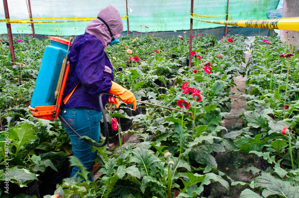 Fototapeta premium pesticide application in a flower farm in South America