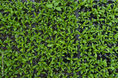 Fotografie seeds germinating in a hotbed in a greenhouse