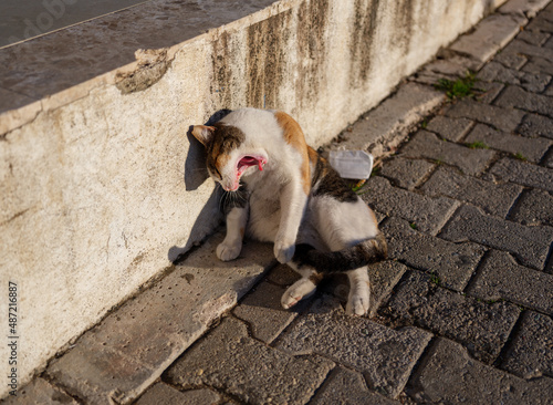 cat yawning on the street