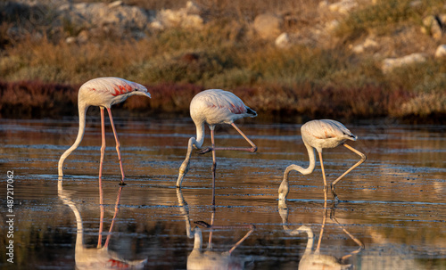 flamingo in the water