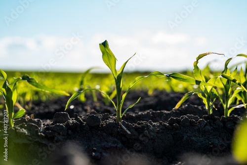Super close up of young corn seedlings growing in a fertile soil in a summer with a sunset sky. Agriculture.