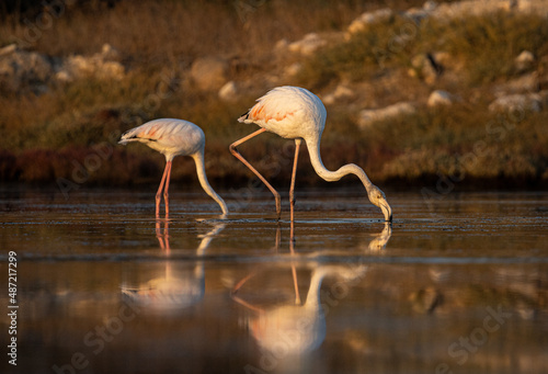 flamingo in the water