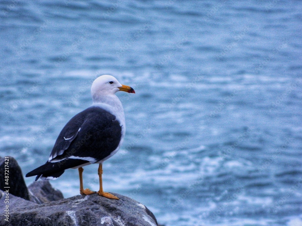 seagull on the beach