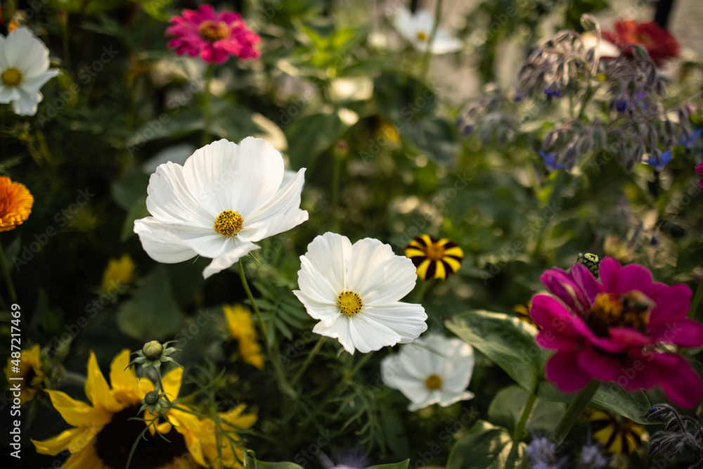 Mexican aster (cosmos bipinnatus) – a white and pink flowers in the sunny, summer garden. Mexican aster (cosmos bipinnatus) – a white and pink flowers in the sunny, summer garden.