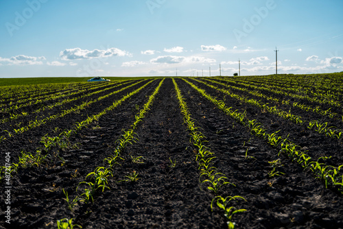 Panoramic view of row lines of young corn on fertile field in a summer with a blue sky. Agriculture. Agricultural rural landscape.