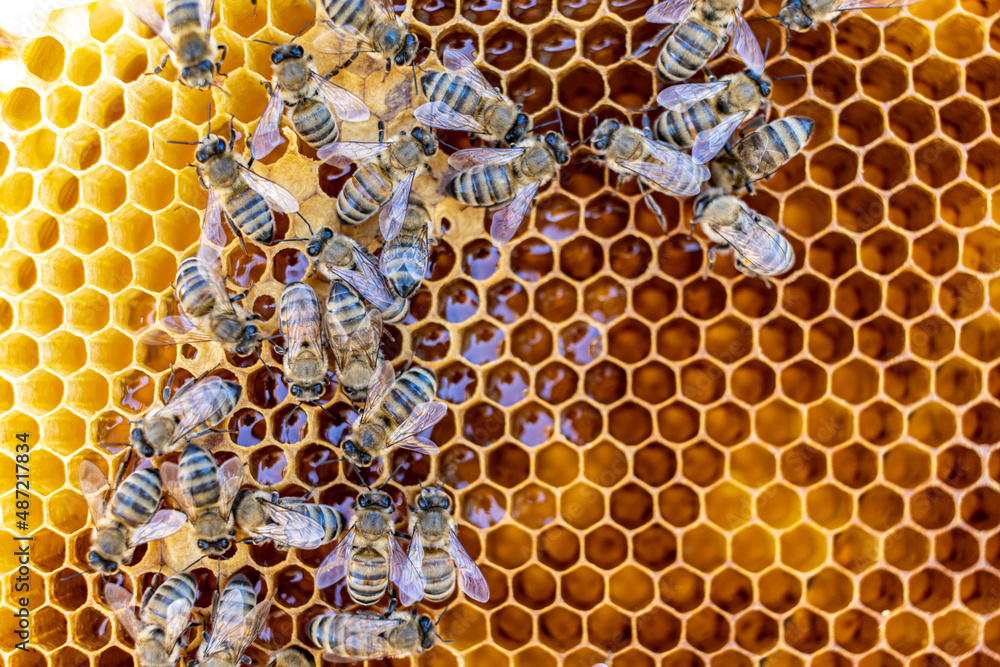 bees on honeycomb bees on honeycomb