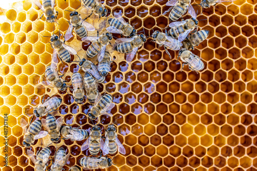 bees on honeycomb