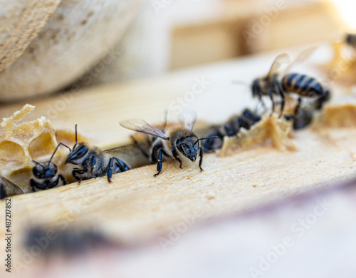 bee close up on hive