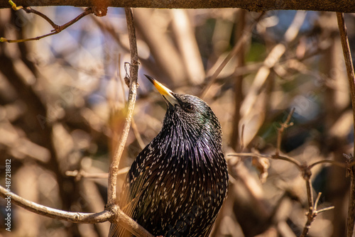 common starling on branch