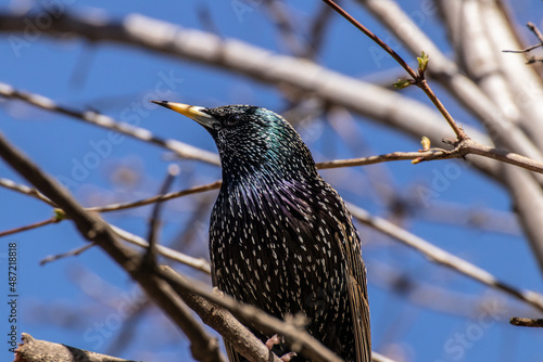 common starling on branch