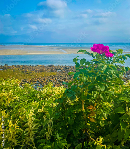Flowers on the Atlantic Ocean coast on Marginal Way trail in Ogunquit, Maine