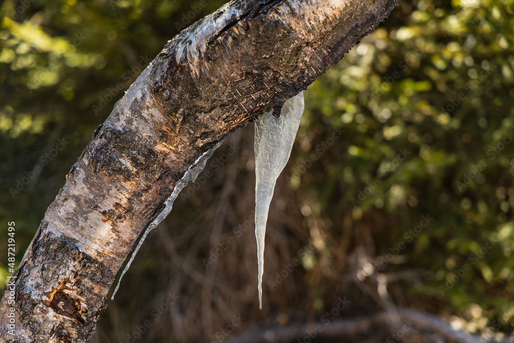 Long and curvy icicle on old tree Long and curvy icicle on old tree