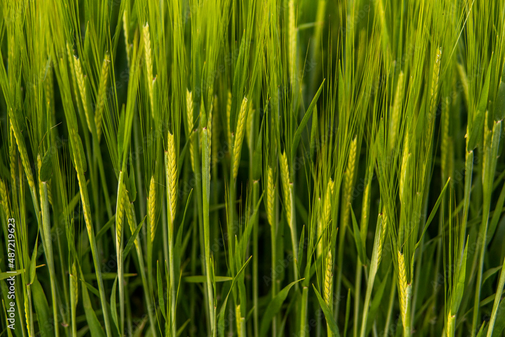 Rich harvest concept. Agriculture. Close up of juicy fresh ears of young green barley on nature in summer field with a blue sky. Background of ripening ears of barley field. Rich harvest concept. Agriculture. Close up of juicy fresh ears of young green barley on nature in summer field with a blue sky. Background of ripening ears of barley field.