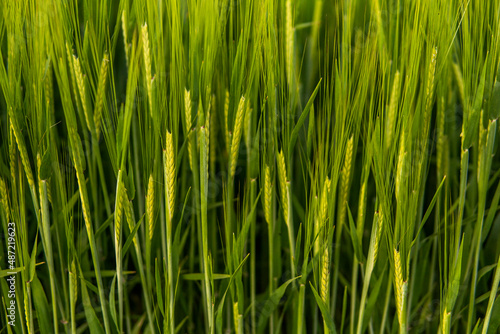 Rich harvest concept. Agriculture. Close up of juicy fresh ears of young green barley on nature in summer field with a blue sky. Background of ripening ears of barley field.