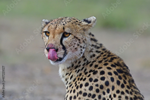 Cheetah with prey blood on nose.