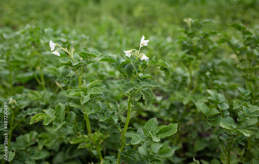White potato flowers among leaves White potato flowers among leaves