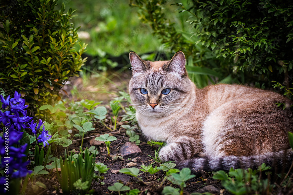 Beautiful blue eyed cat lying on green grass in spring garden. purebred cat for a walk outdoors. Beautiful blue eyed cat lying on green grass in spring garden. purebred cat for a walk outdoors.