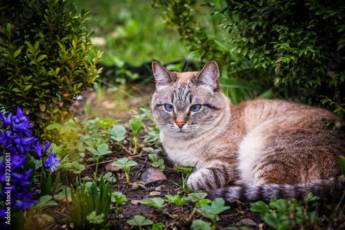 Wallpaper Mural Beautiful blue eyed cat lying on green grass in spring garden. purebred cat for a walk outdoors. Torontodigital.ca