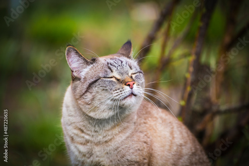 Close up macro portrait of a happy purebred domestic cat squinting into the sun. Green natural background. purebred cat walking outdoors.
