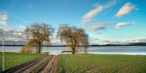 Fototapeta Arbres et cultures en bord de Saône pendant une crue