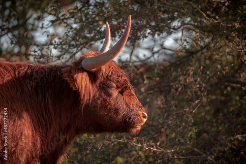 highland cow in a field