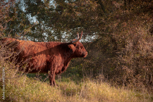 cow on the pasture