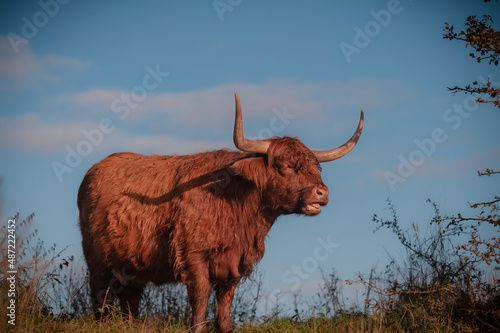 scottish highland cow
