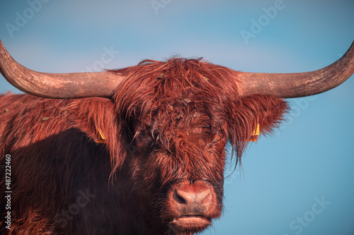 scottish highland cow