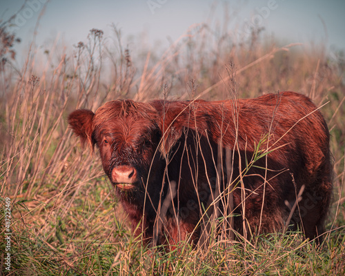 highland cow in a field