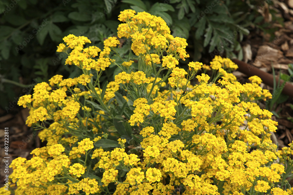 Alyssum saxatile Alyssum saxatile