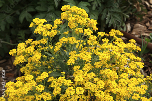 Alyssum saxatile photo