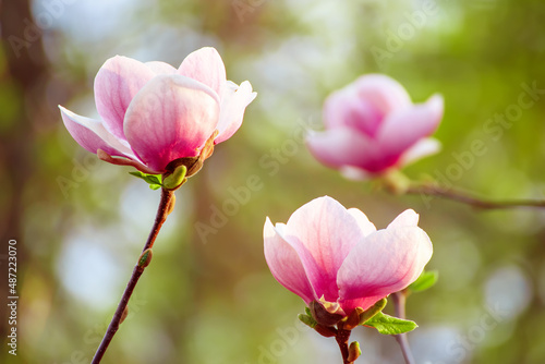 Magnolia spring flowers