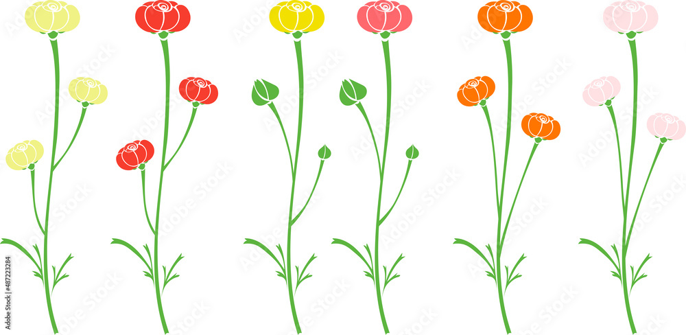 カラフルなラナンキュラスの花と蕾のイラストセット
