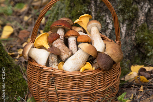 Edible mushrooms porcini in basket closeup. Autumn in forest