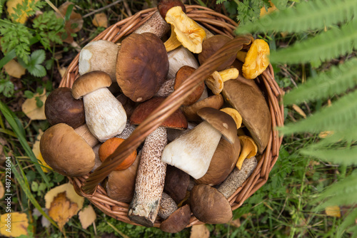 Freshly harvested edible forest wild porcini mushrooms in wicker basket in forest closeup, top view