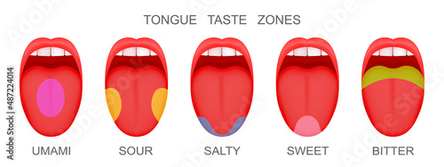 Set of open mouthes with sticking out tongues demonstrating receptor zones marked umami, sour, salty, sweet, bitter flavors. Myth of human taste buds. Vector cartoon illustration