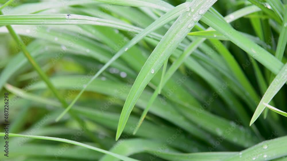 A background of juicy green grass with raindrops in the wind. Video with a static camera. High quality FullHD footage A background of juicy green grass with raindrops in the wind. Video with a static camera. High quality FullHD footage